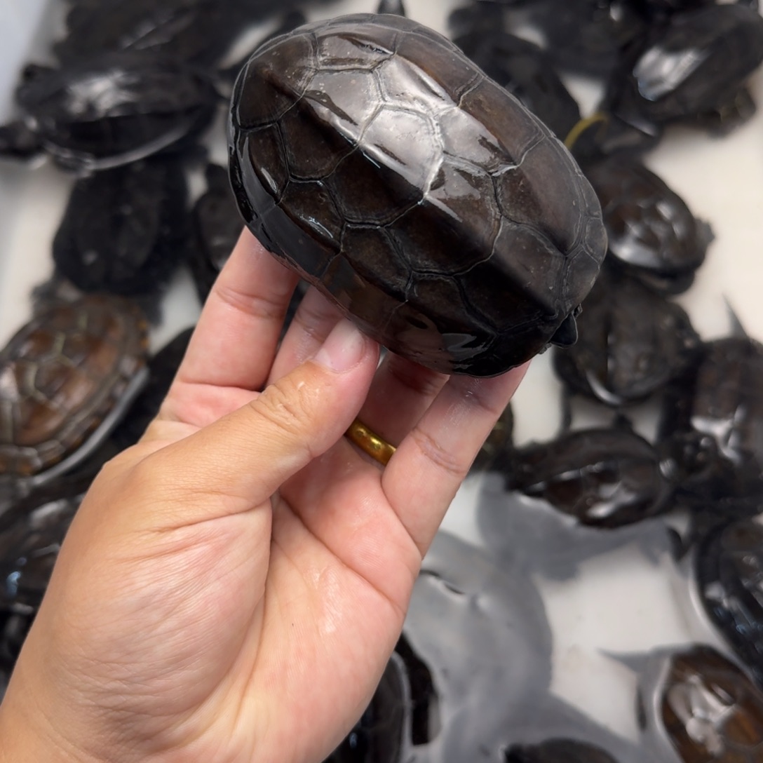 绿毛龟公苏北墨龟