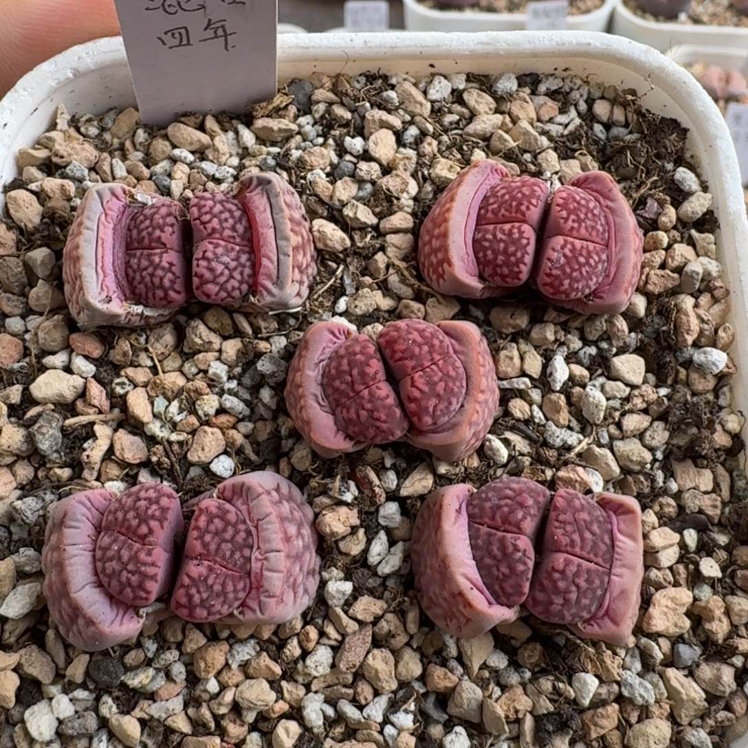 J978新品紫寿丽混合四年