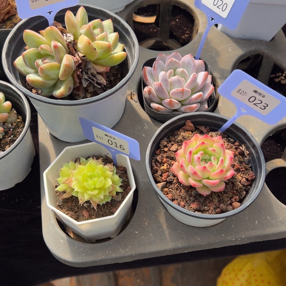 _*晚定向8.07-002 20 16 23 四颗