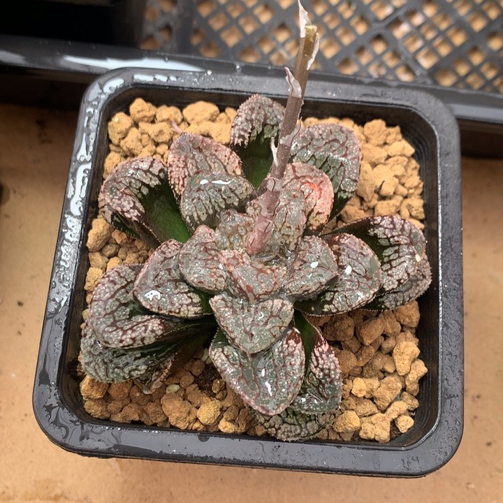 魔多寿一物一拍带盆