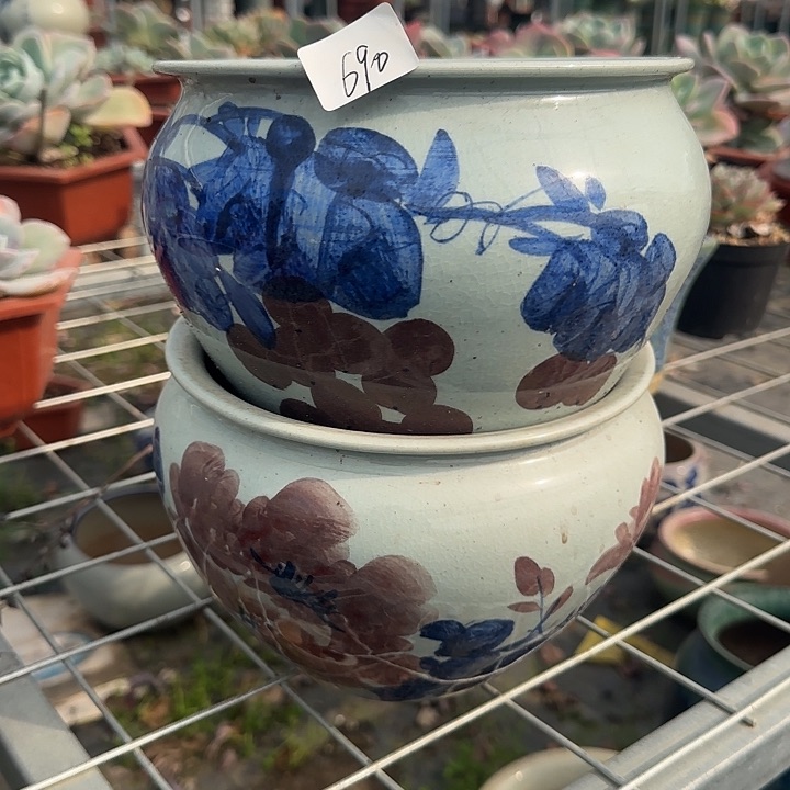 白*蔻690花盆血凤脱土发货不退不换
