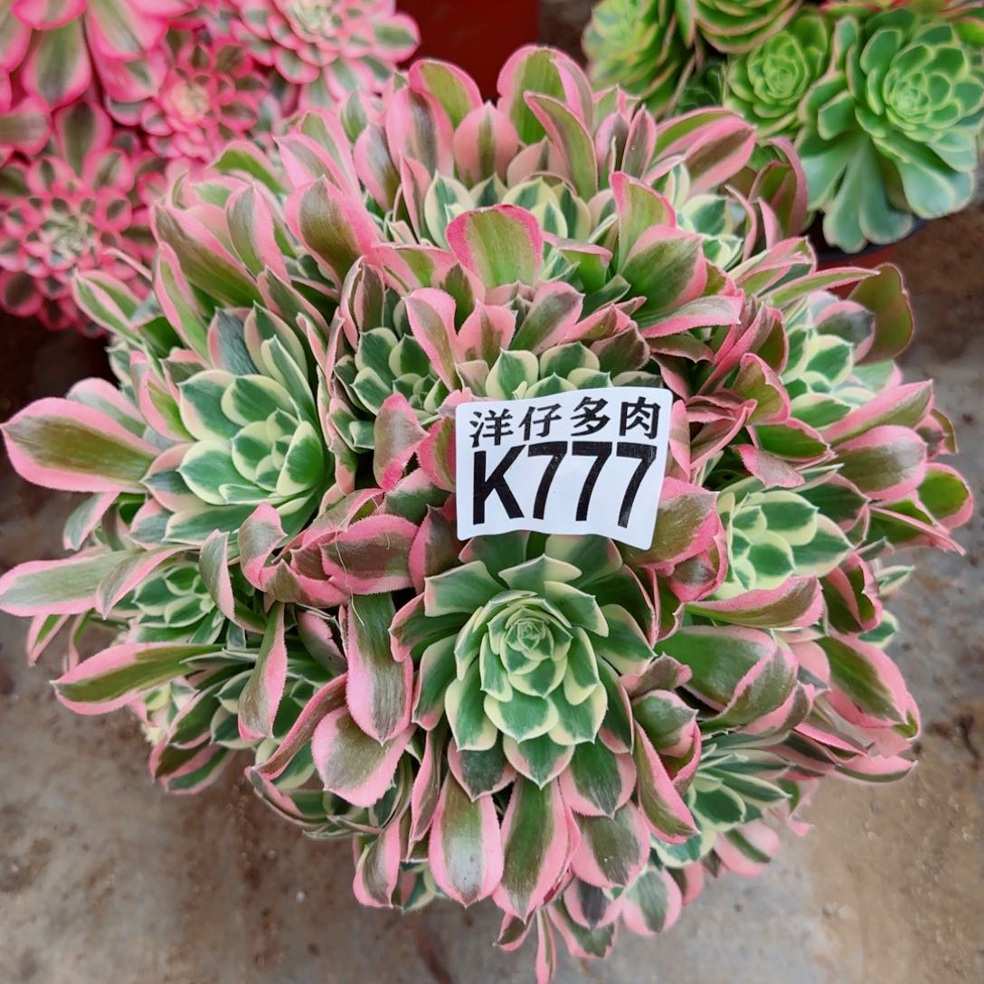 777白凤法师园艺官服30左右2号