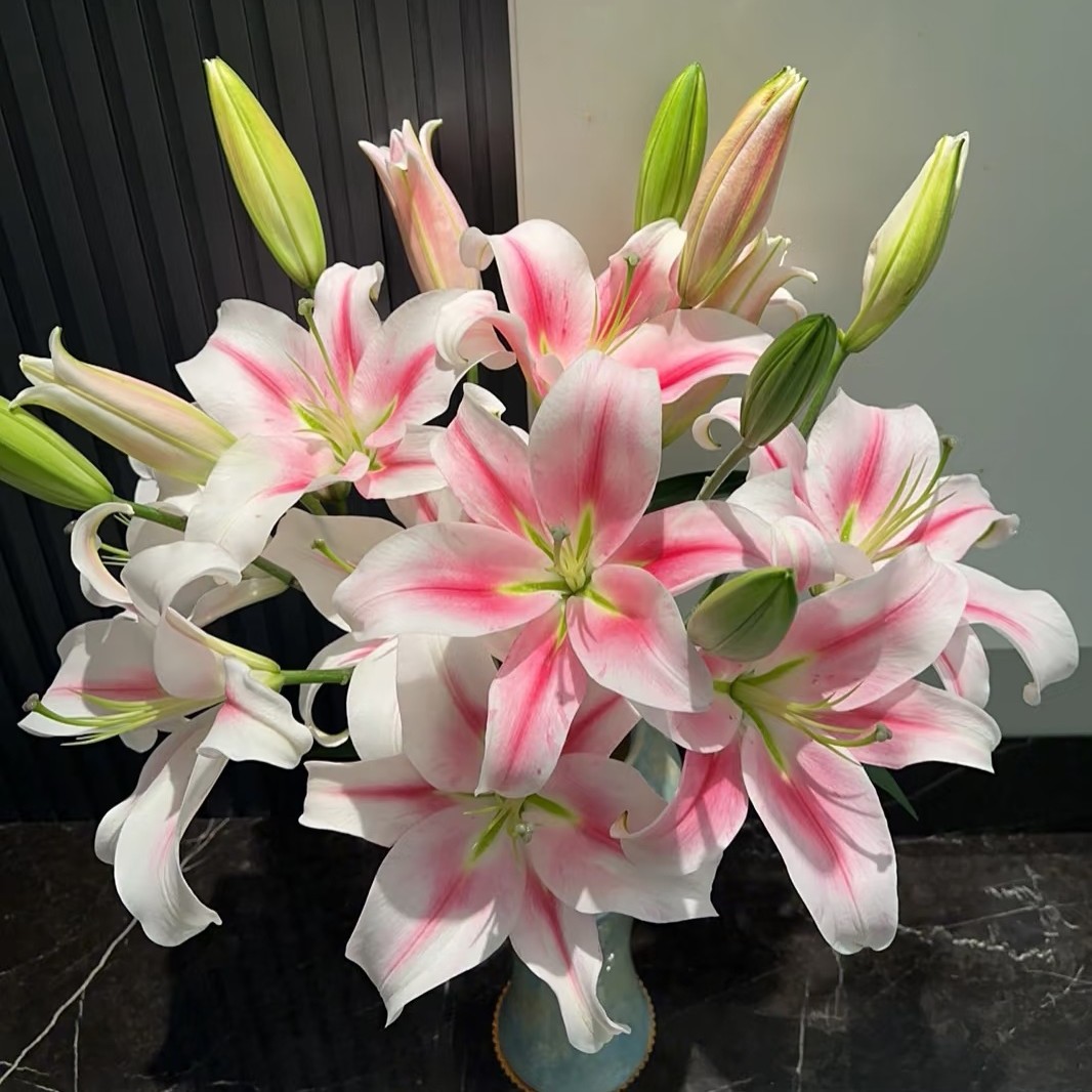 【娟娟花卉】香水女人  粉色香水百合