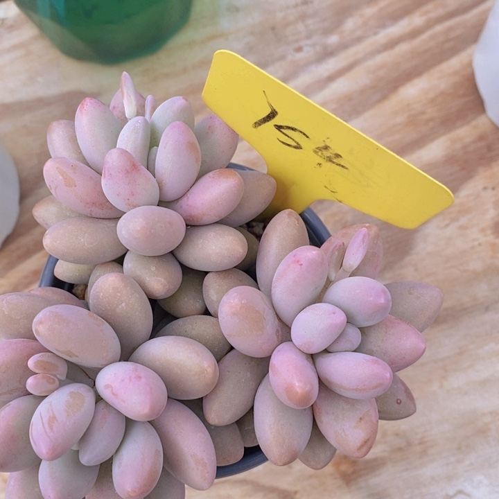 多肉植物，开心多肉