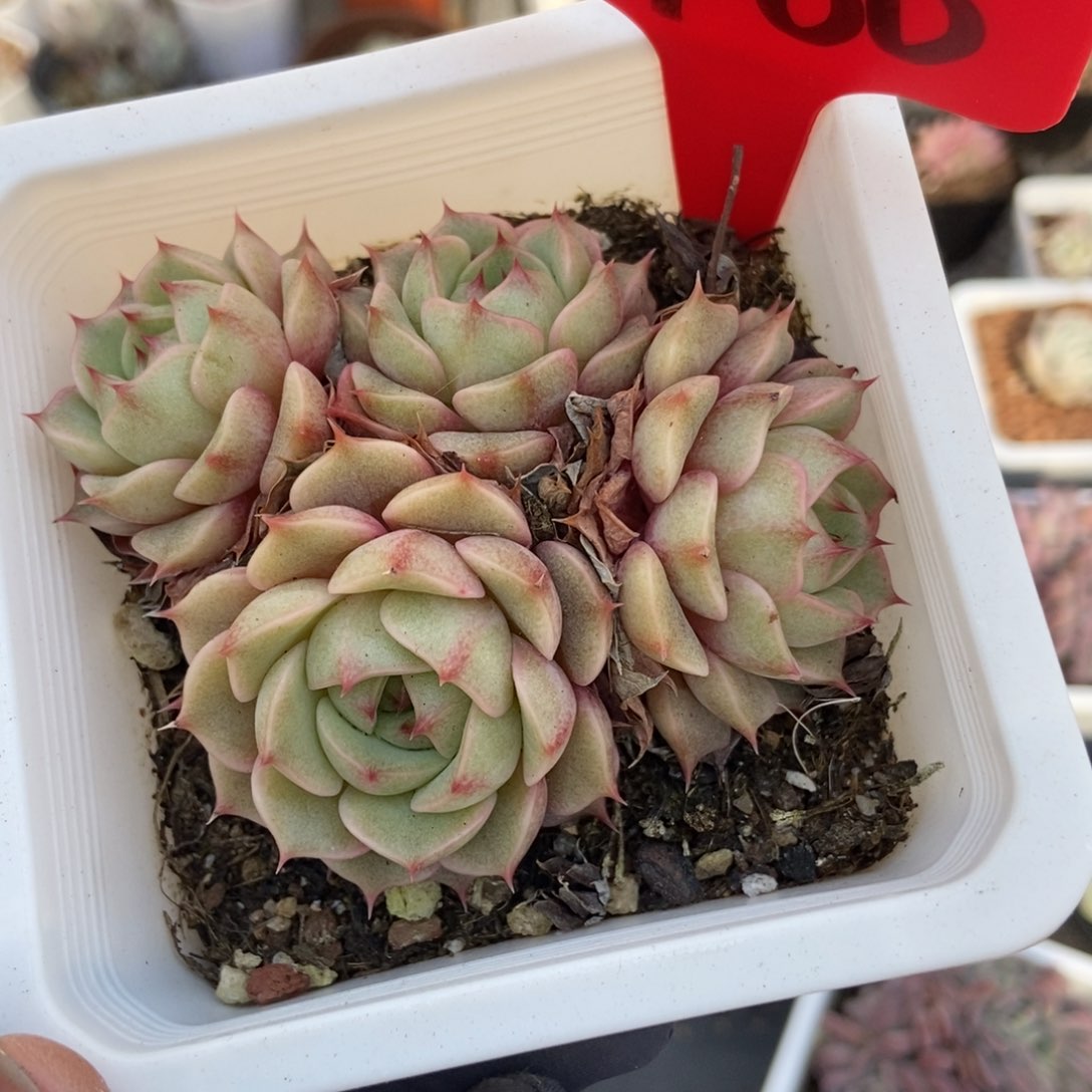 700笨吧多肉植物保护