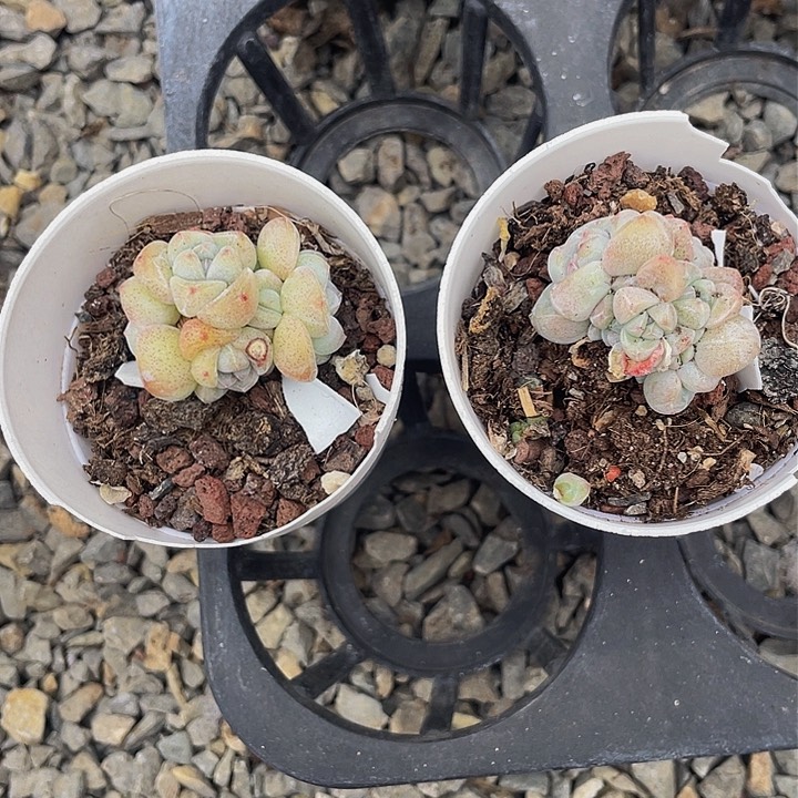 L一物一拍满18包邮