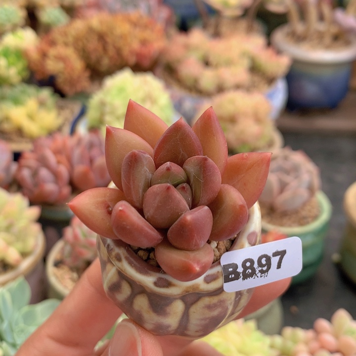 一物一拍含盆土满38包邮B897