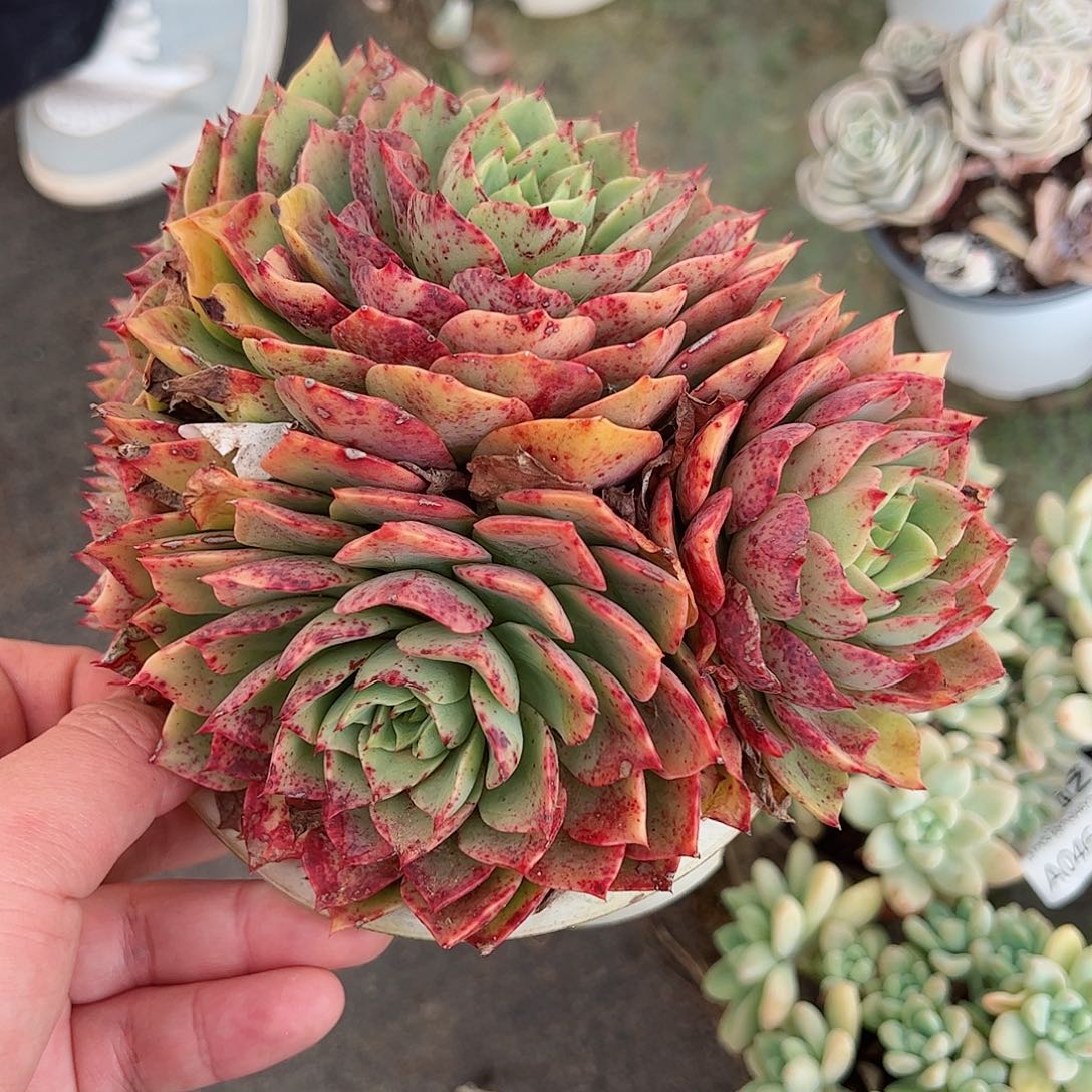 贝拉多娜群生大盆