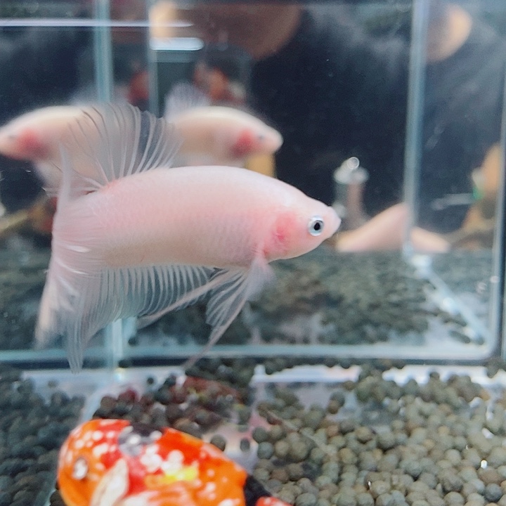 斗鱼黑56号巨斗将军