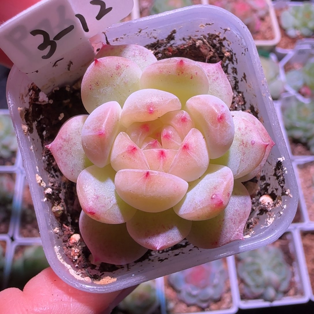 3-12福利甜心76单头