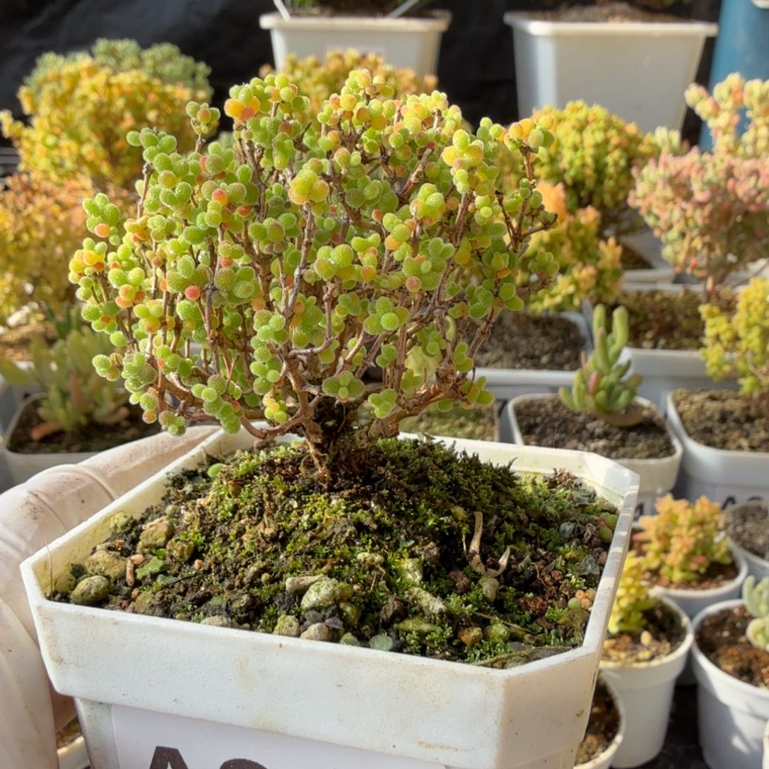 A921蜜橘糖球枝干