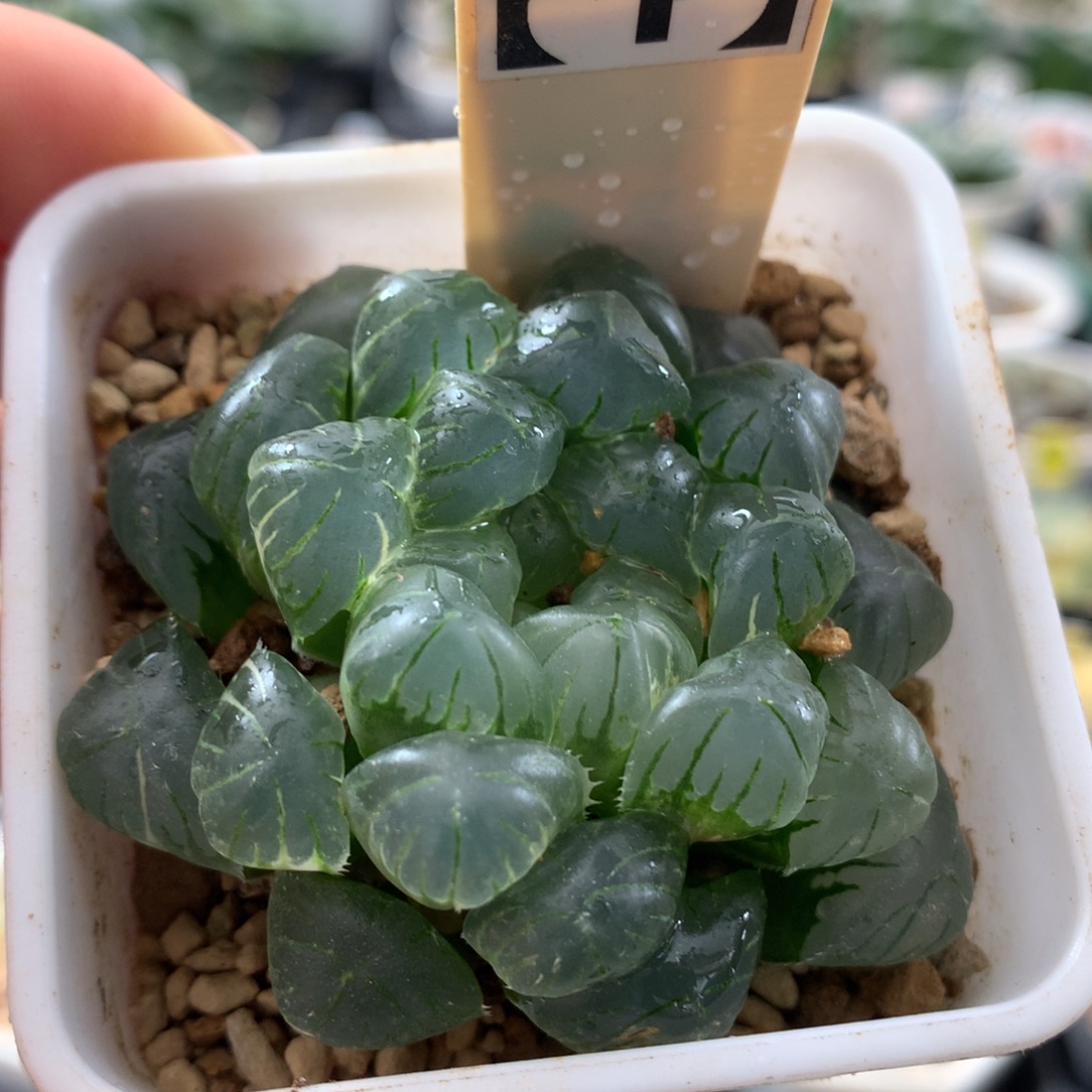 151实生玉露十二卷多肉