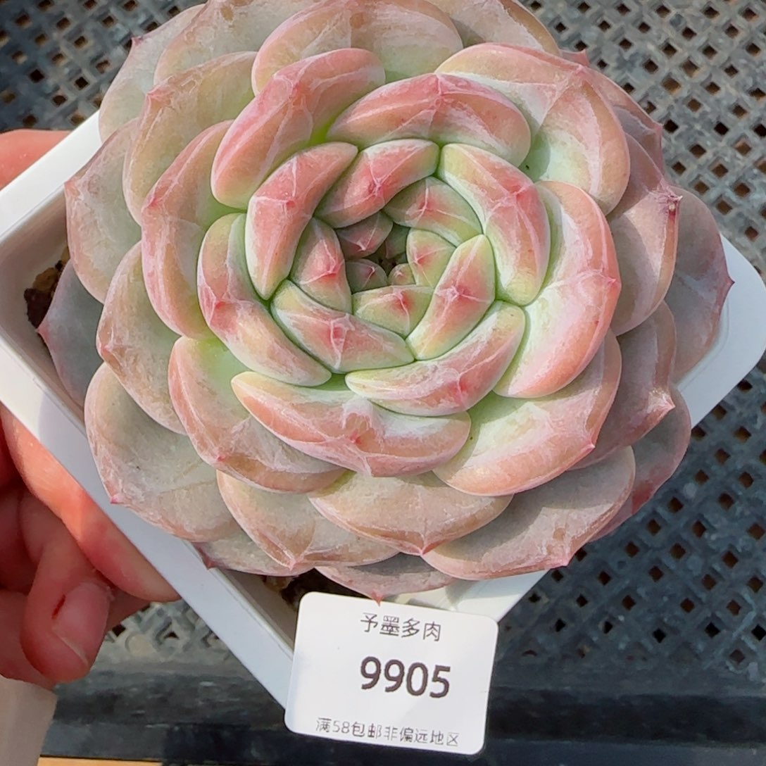 母本冰魄，9905多肉