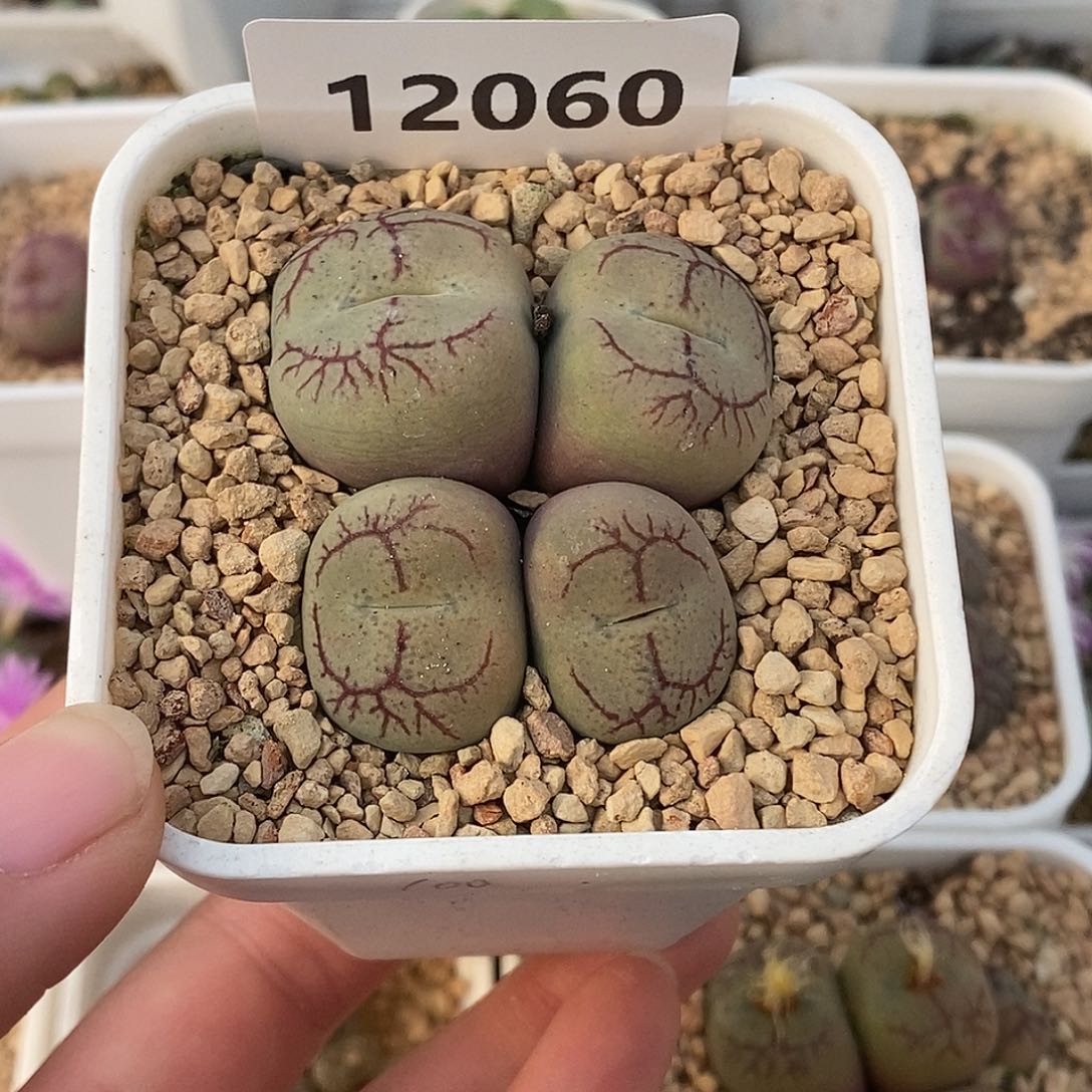 云****?12060-大杂交。      