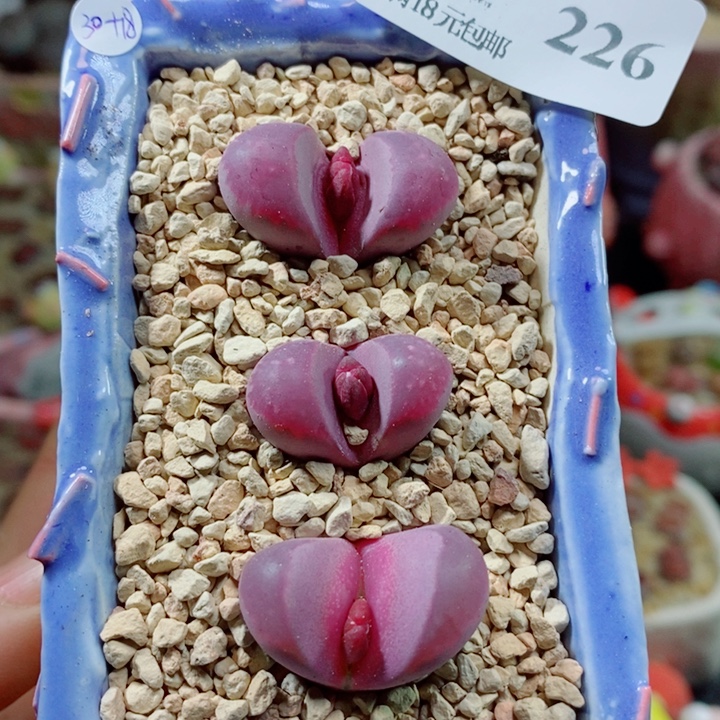 生石花花花花花花花花226