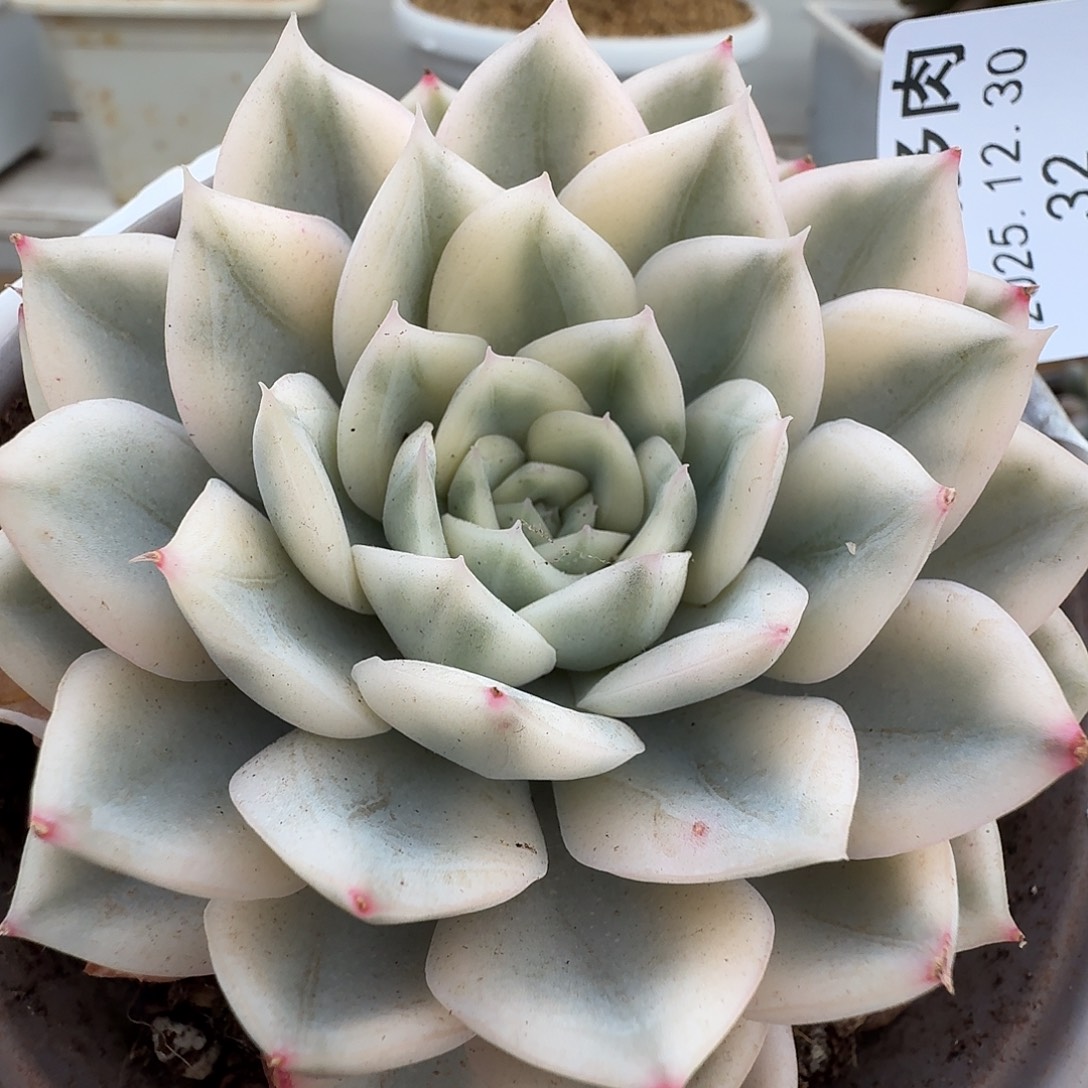 月亮仙子锦11111230-32