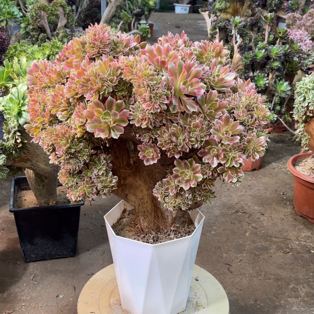 精品法师一物一拍