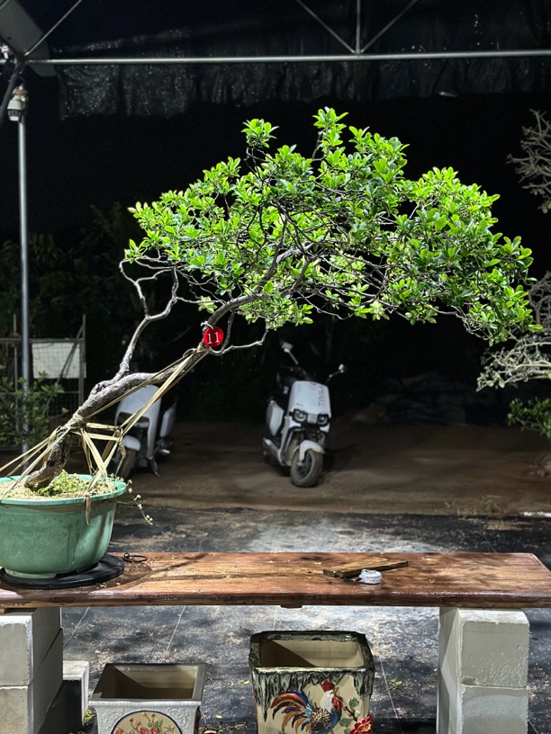 精品爆皮老桩游龙海岛春花适合茶空间绿植盆栽室内外盆景盆景植物