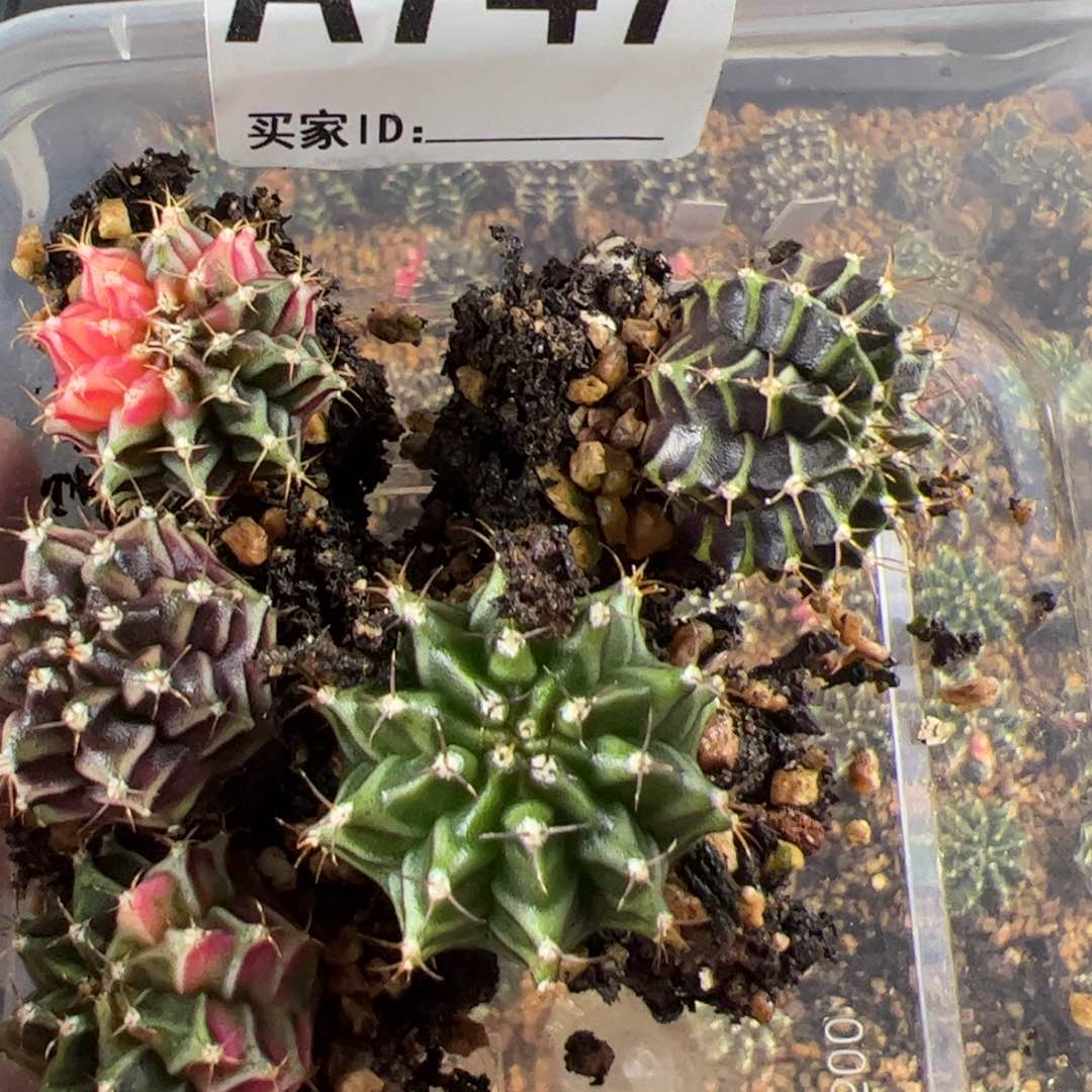 琪****当前无花栽培后可以开花747