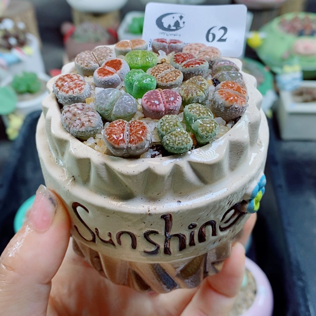 生石花花花花花花花花62