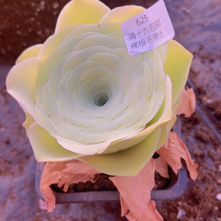 625 裸根不带土发货