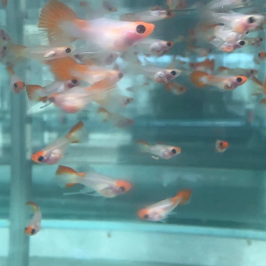 孔雀鱼红头玻璃猫缎带苗10条随机