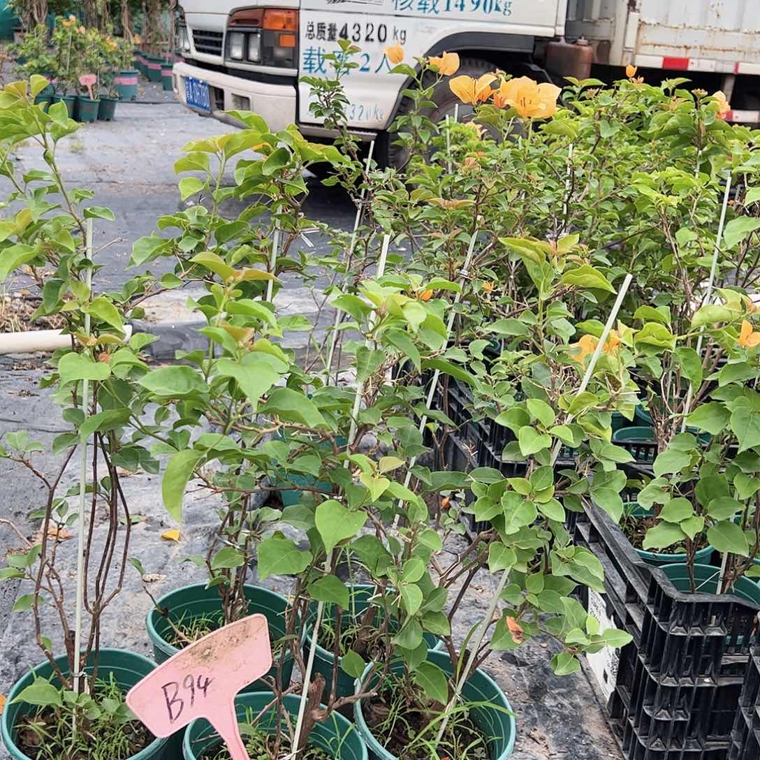 当前无花栽培后可以开花B94黄色一颗