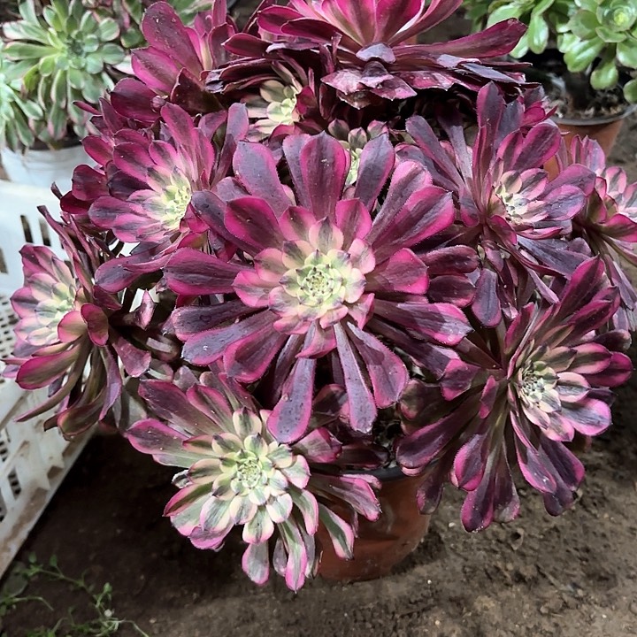 多肉植物法师月蝉21