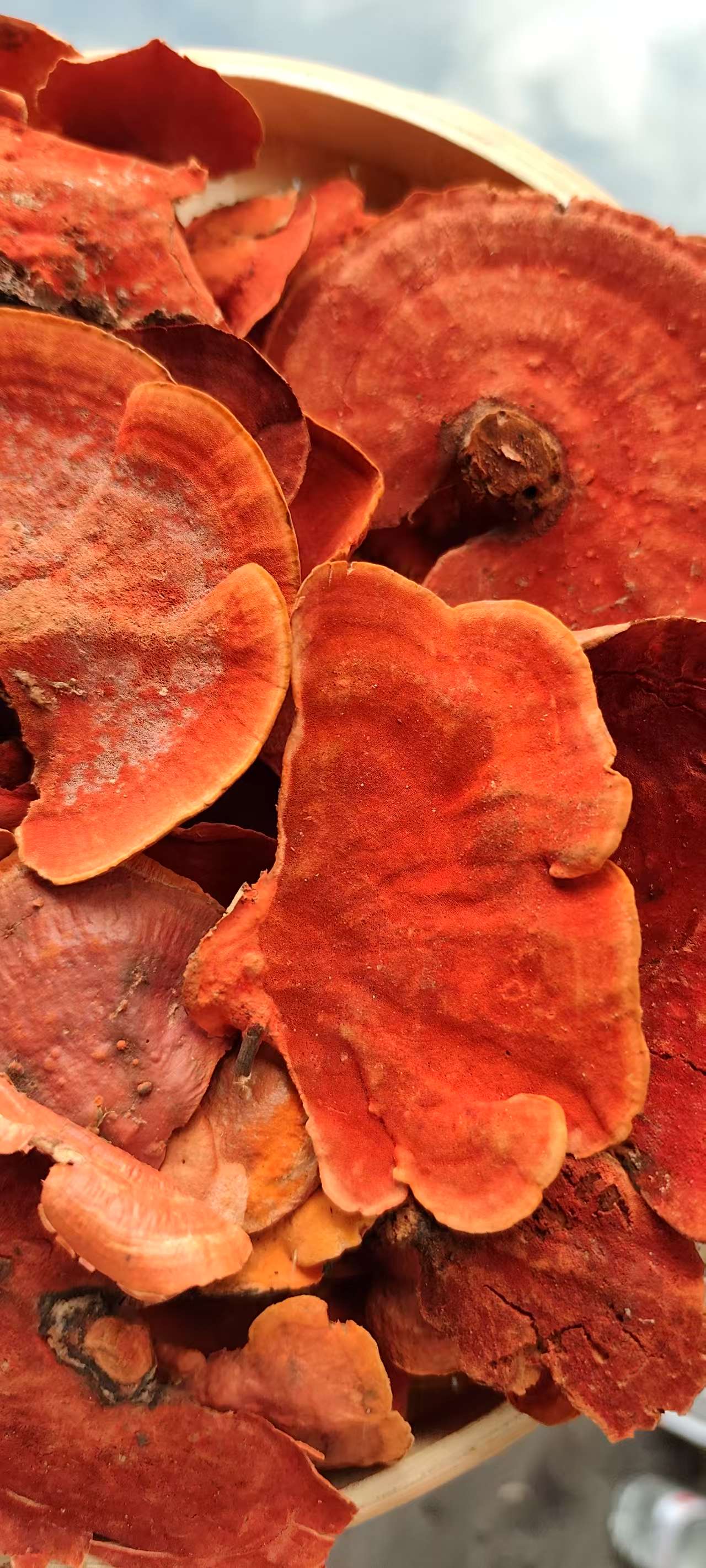 【小张助农山货】现收土特产~牛樟芝150克起