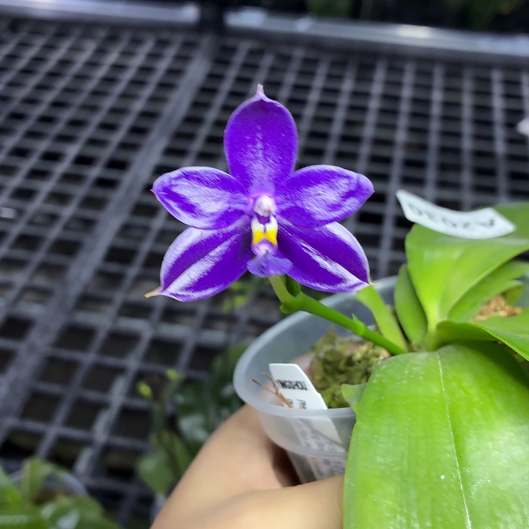 当前无花朵，栽培后可花朵A2030yss1230