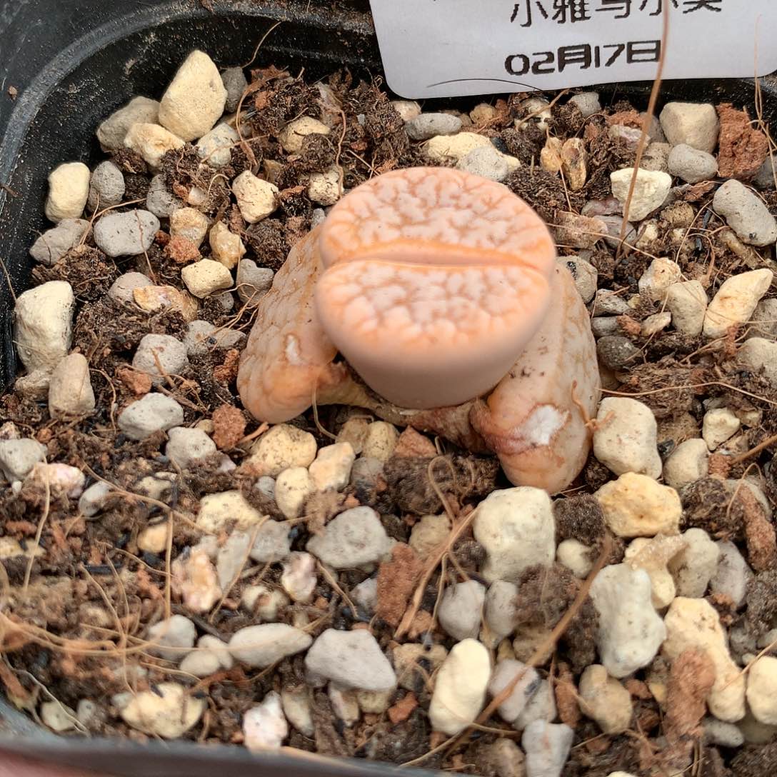 K907多肉植物保护研究所