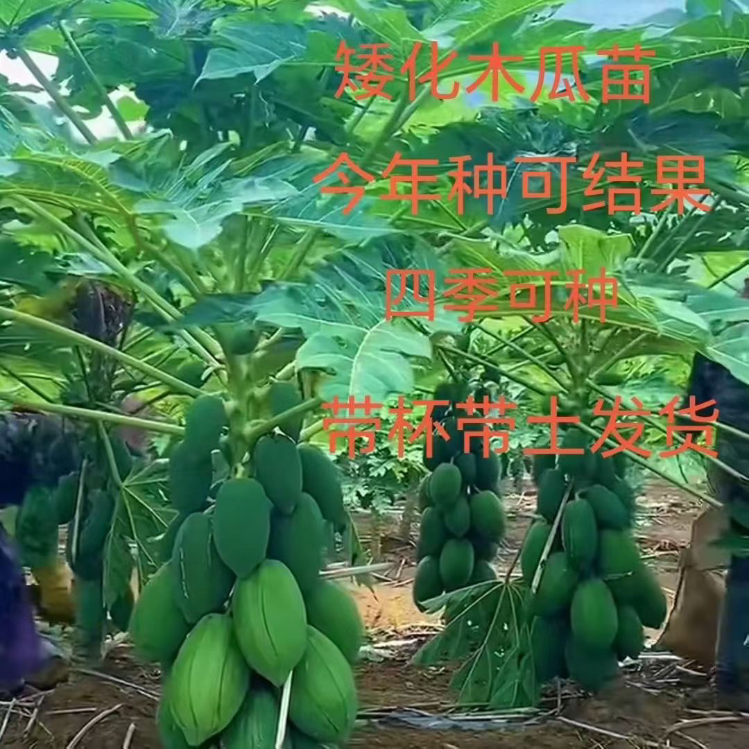 四季木瓜果树果苗冰糖红心水果木瓜特大苗果树庭院南北方种植盆栽