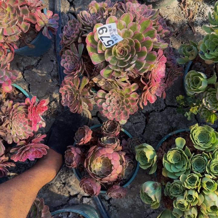 白月光花25-10包邮花花