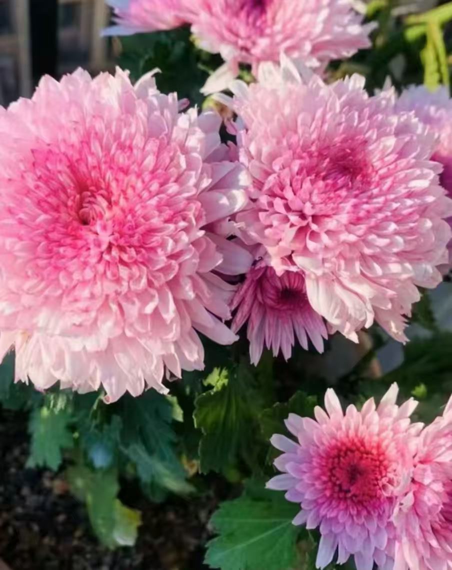 【荷塘月色】九月菊花开大花宿根植物轻微掉叶属于正常损耗不售后