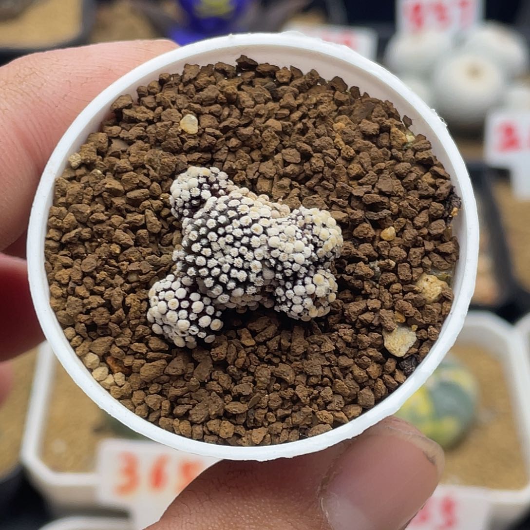 多头松针牡丹仙人球