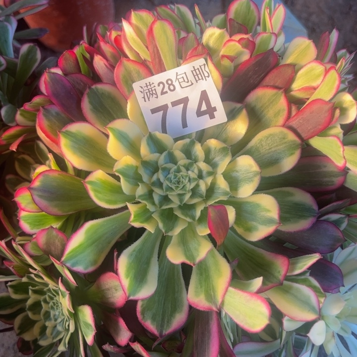 774天河多肉植物