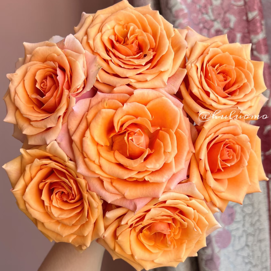 【玫瑰】洛丽塔 任拍三单顺丰空运包邮鲜切花10支装家居稀有插花