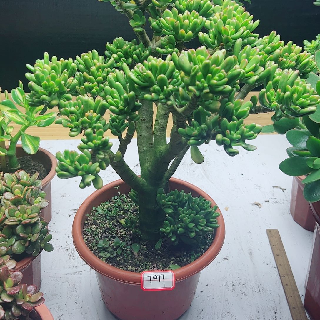 彤***妹稀有摇钱树变异带土球7077