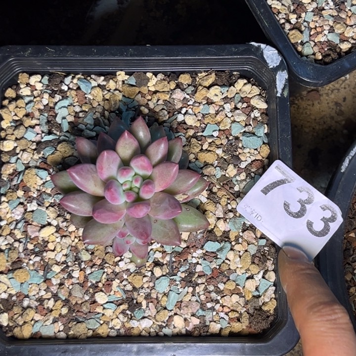 多肉植物虞美人733