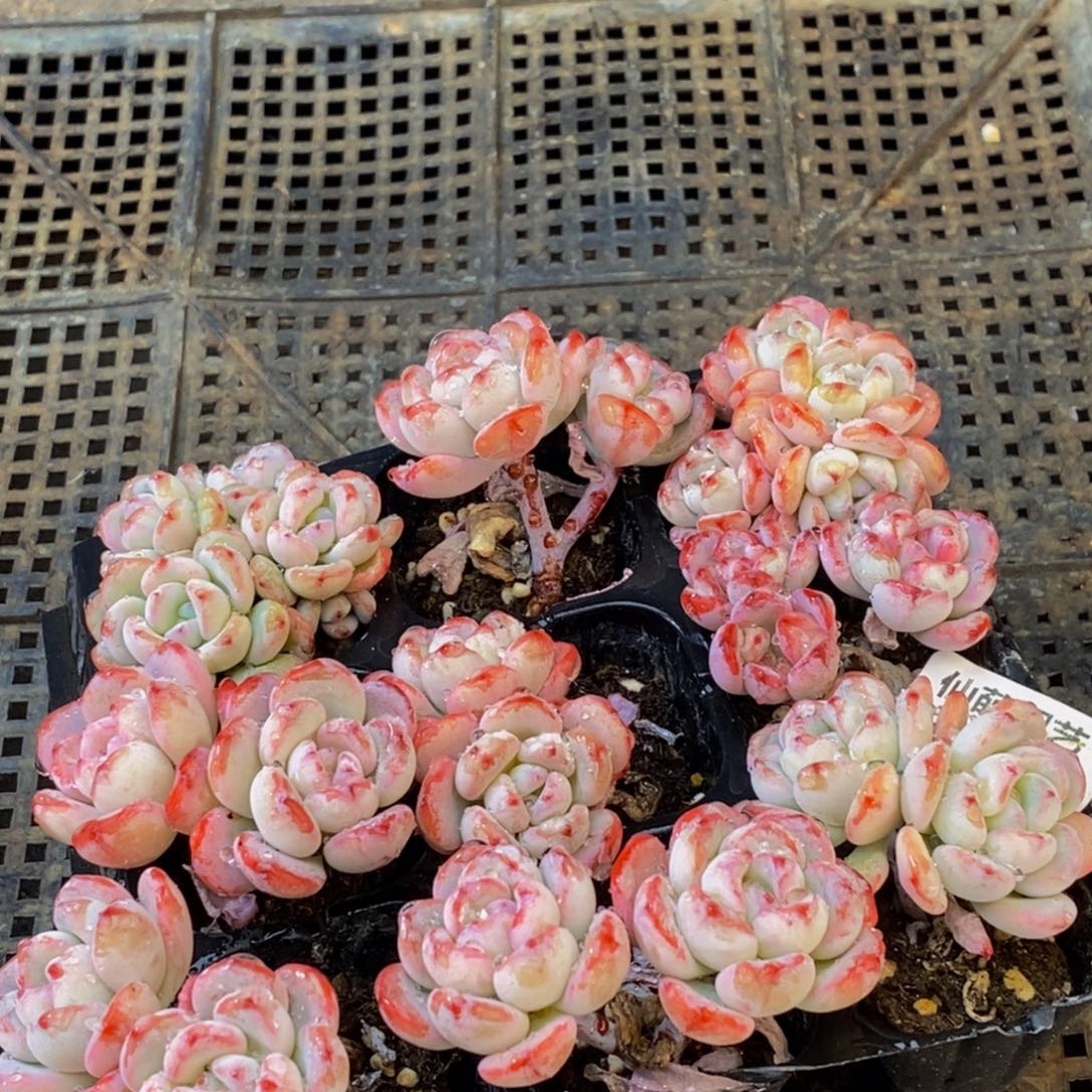 133多肉植物保护研究所所长助理