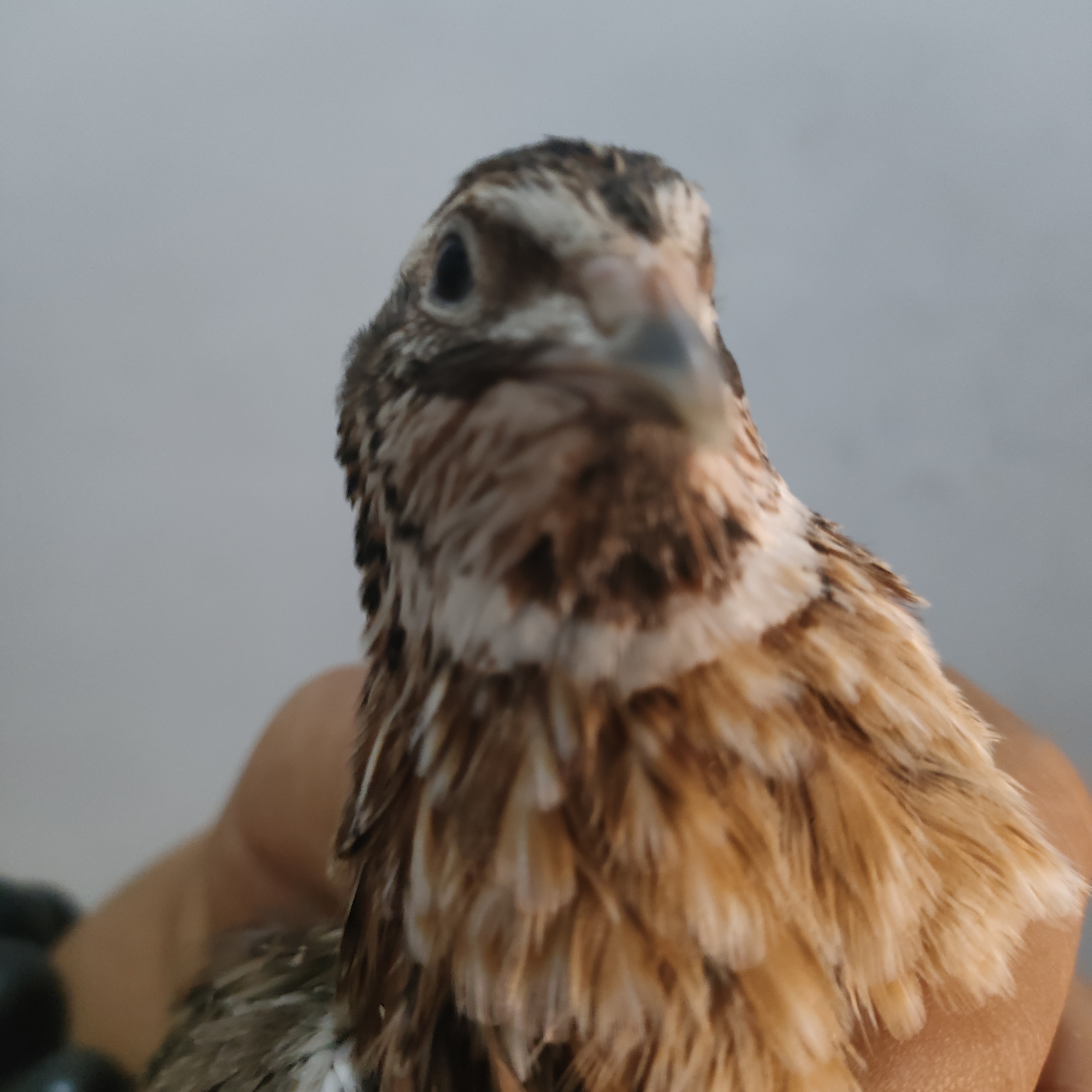 斗架鹌鹑，斗鹌鹑打架鹌鹑