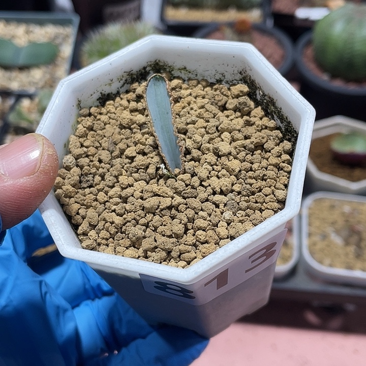 813蛞蝓弹簧草块根