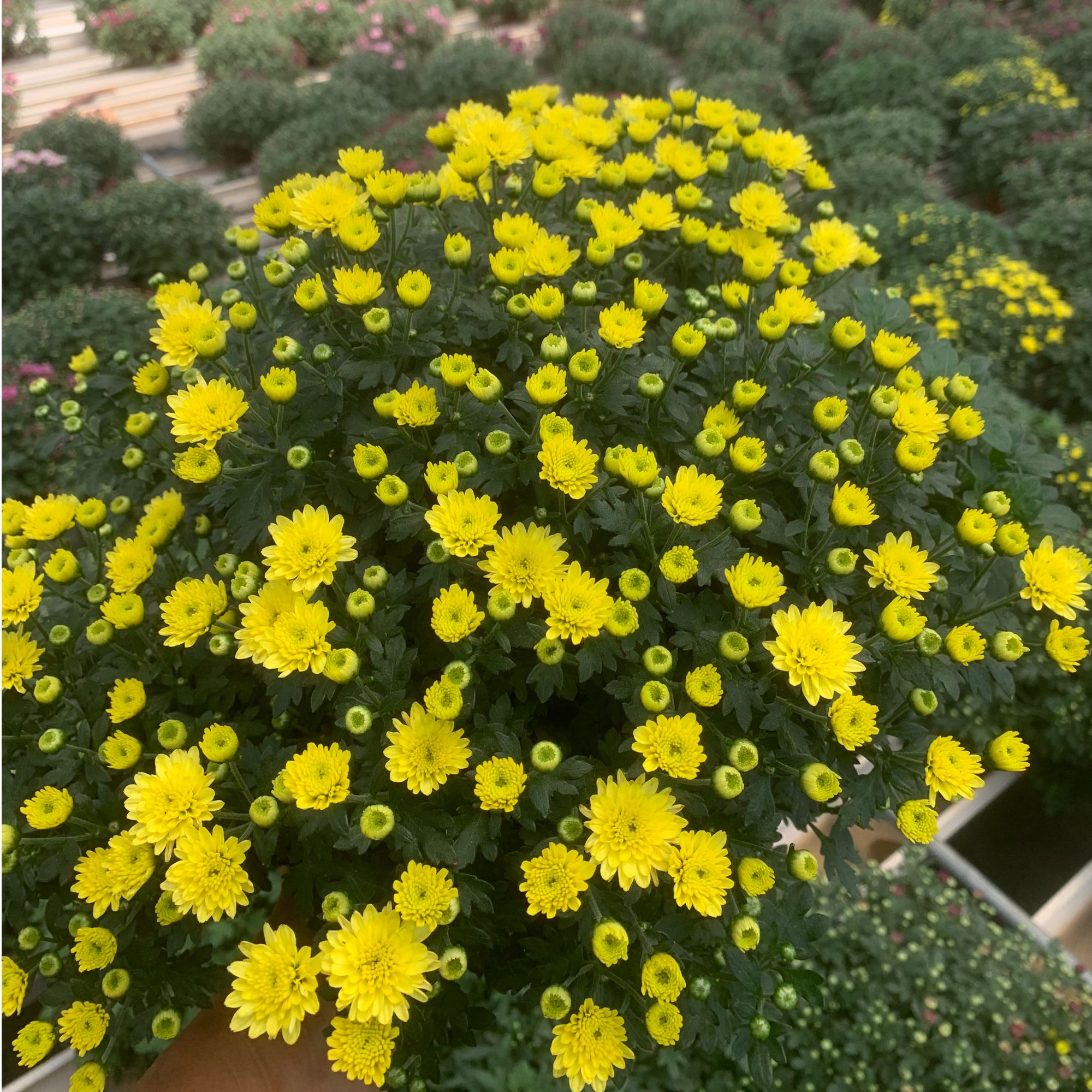 水晶黄球菊（千头菊）多年生草本盆栽庭院耐热耐寒花期长花量大