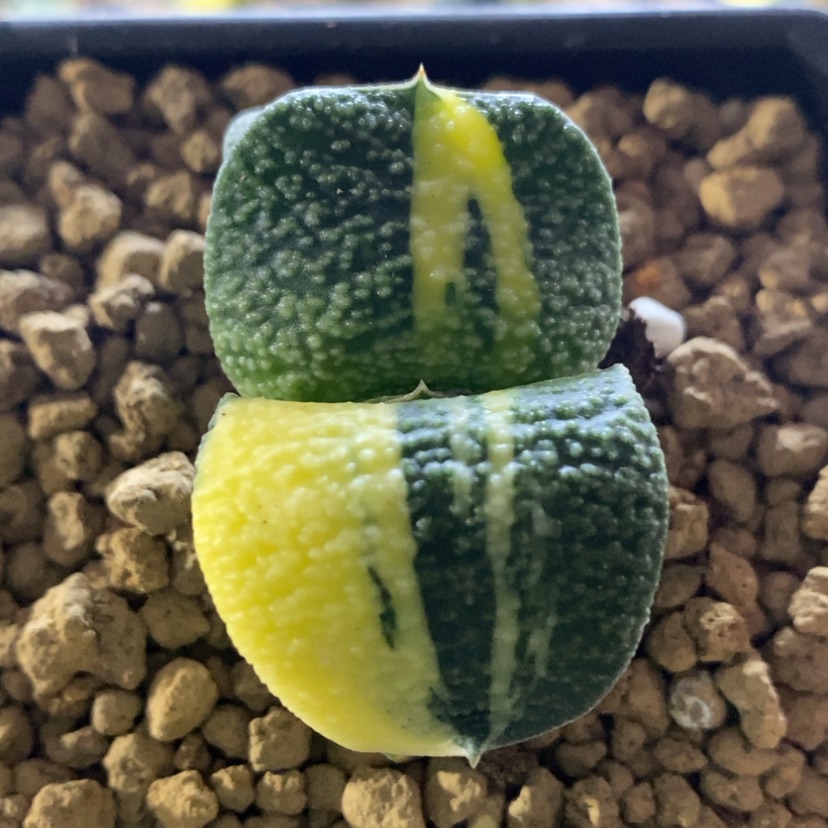 【闪购商品】卧牛锦