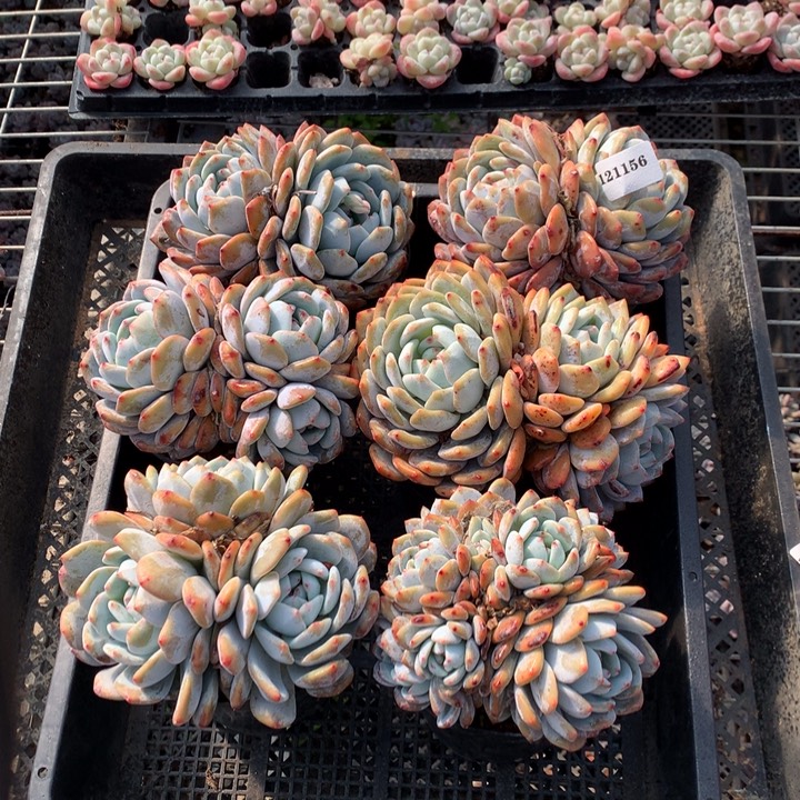 121156六个嗯嗯嗯嗯好喜欢