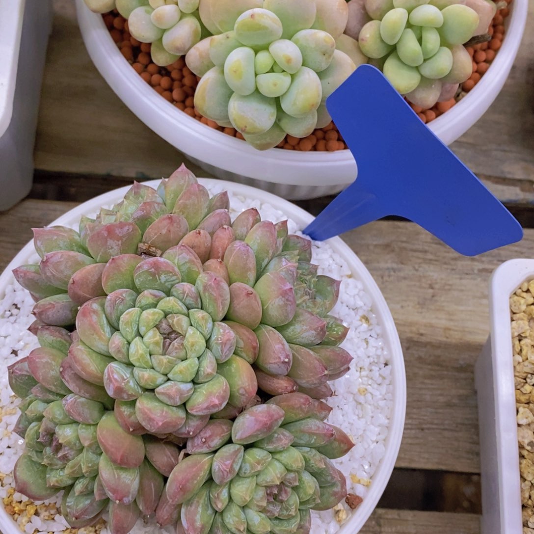 开心多肉，清货场1