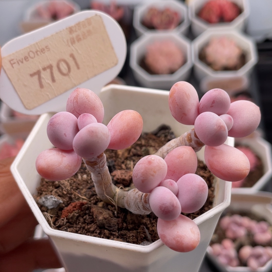 亚美桃蛋7701-6.5厘米