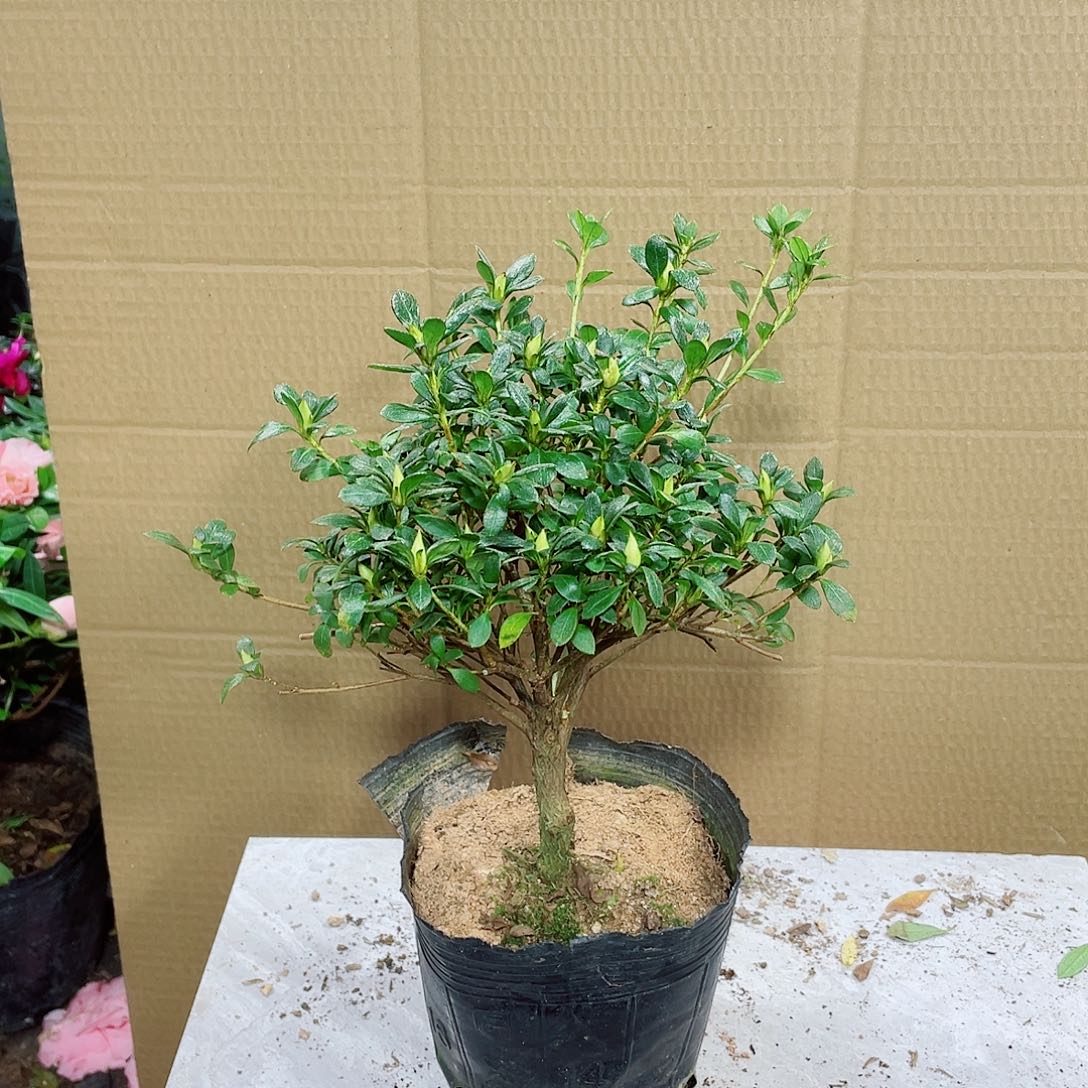 若***见完全开放娟之舞杜鹃花