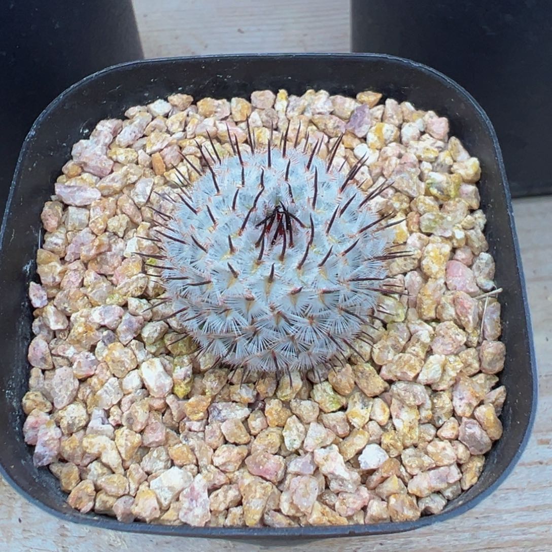 实生根直刺佩雷实生根多肉植物