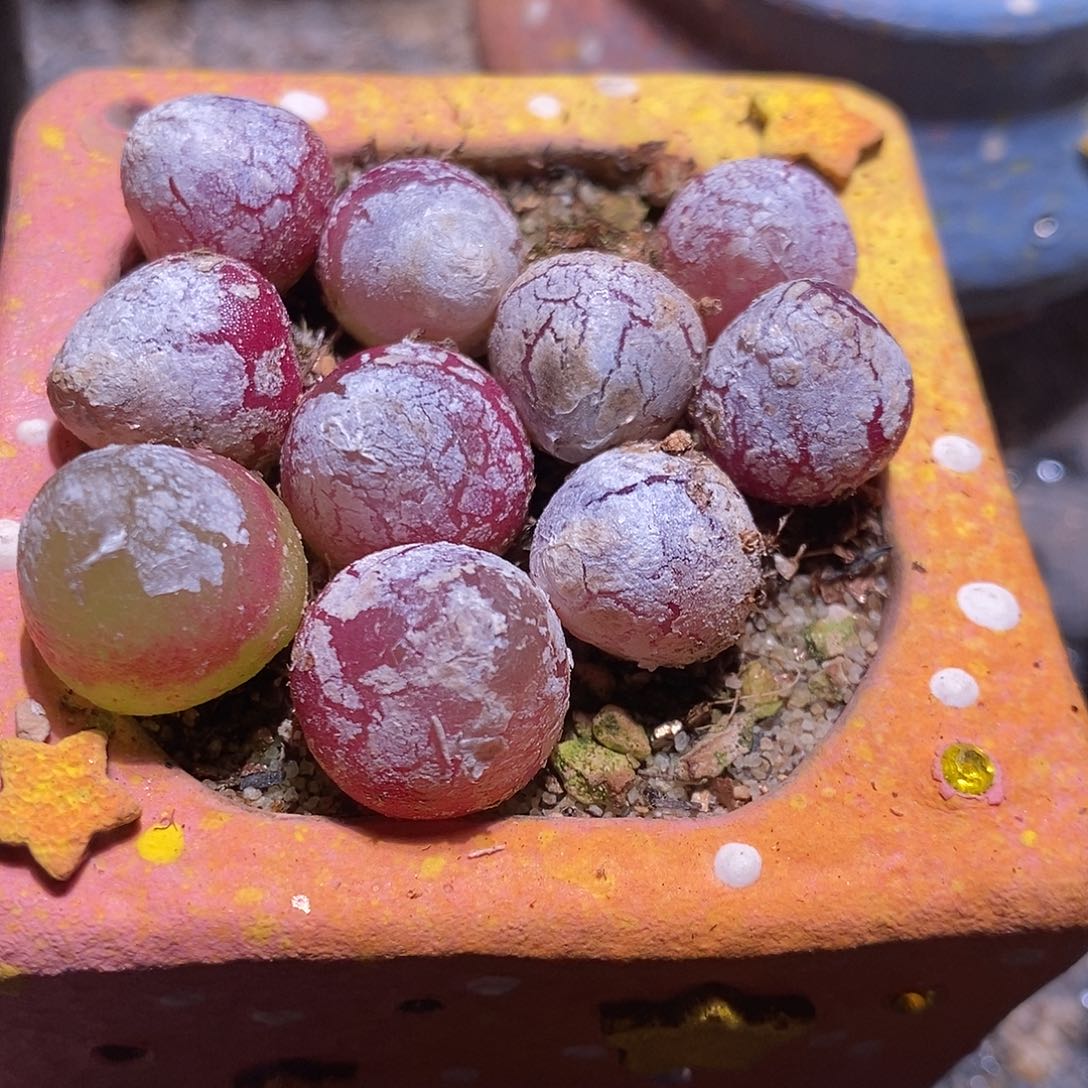 一组大于一厘米灯泡十颗。 